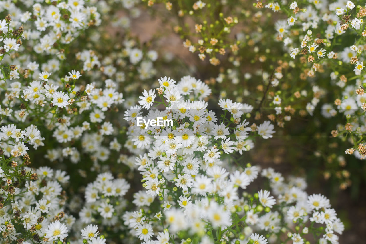 CLOSE-UP OF WHITE FLOWERING PLANTS