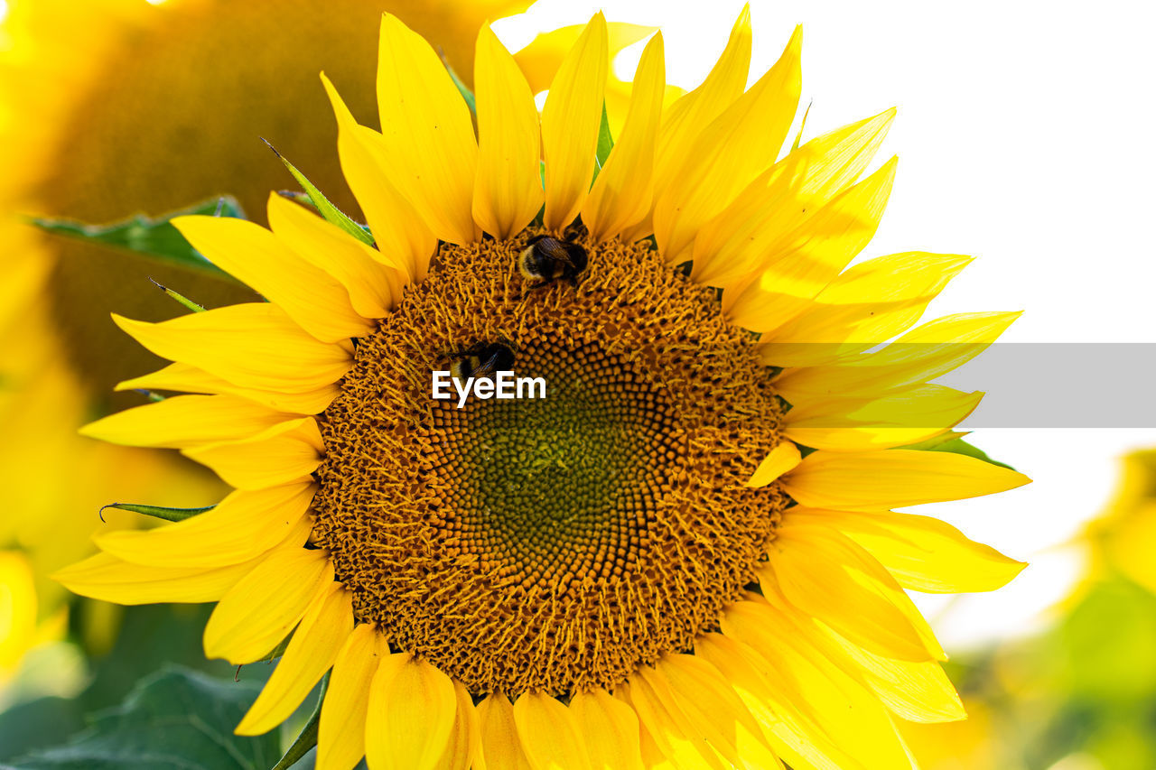 Close-up of insect on sunflower