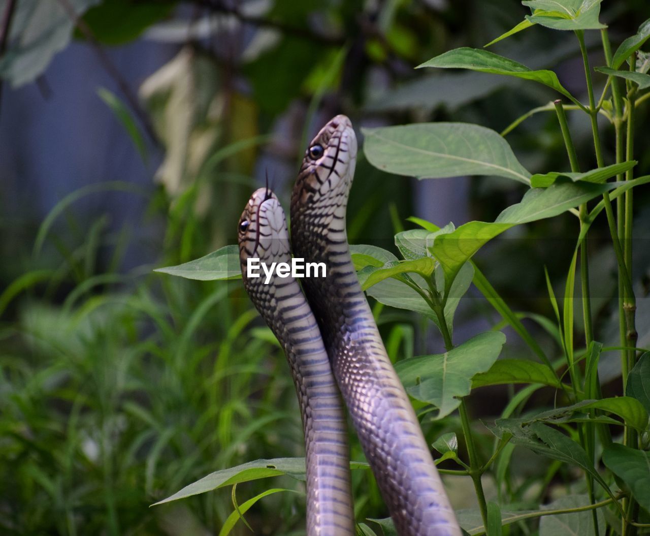 Close-up of snake mating