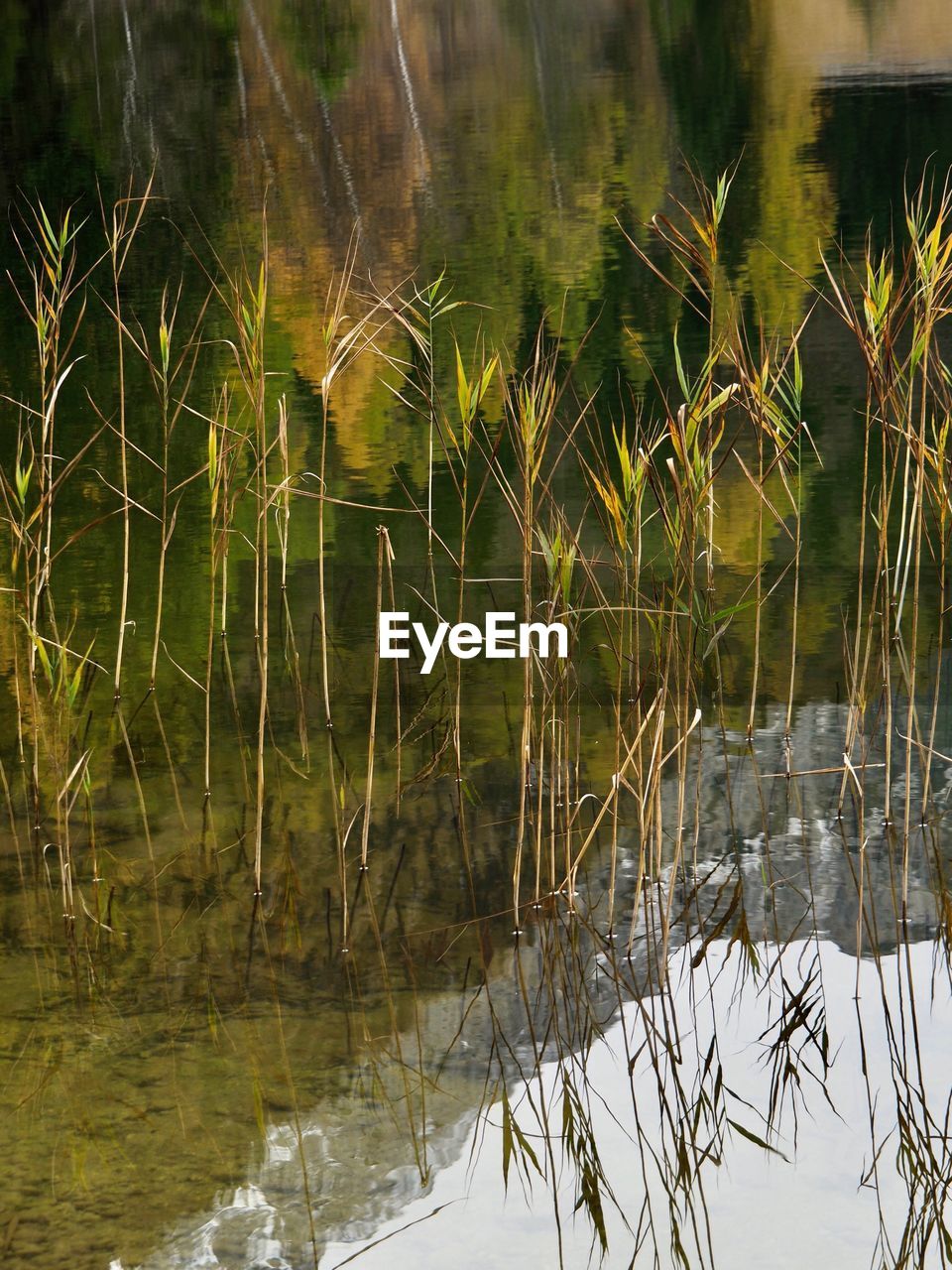 CLOSE-UP OF PLANTS IN LAKE