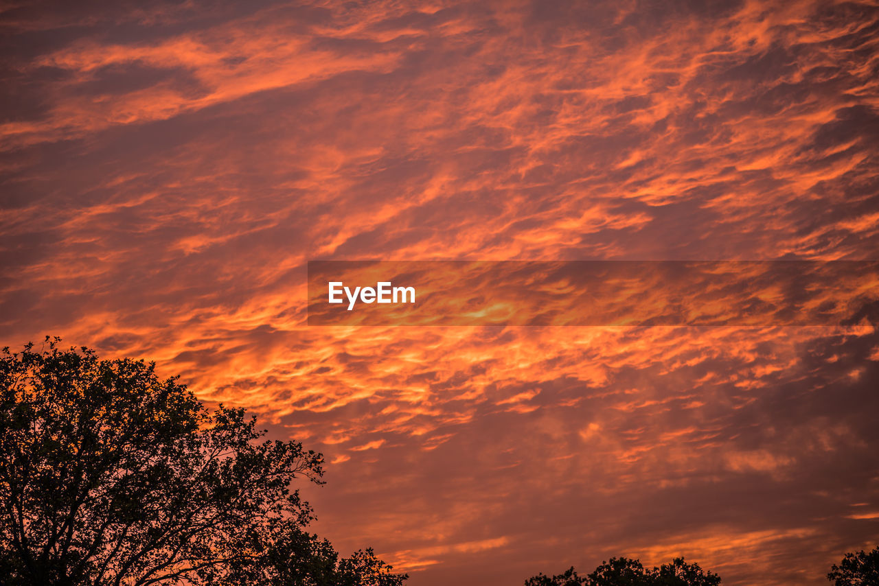 Low angle view of silhouette trees against dramatic sky