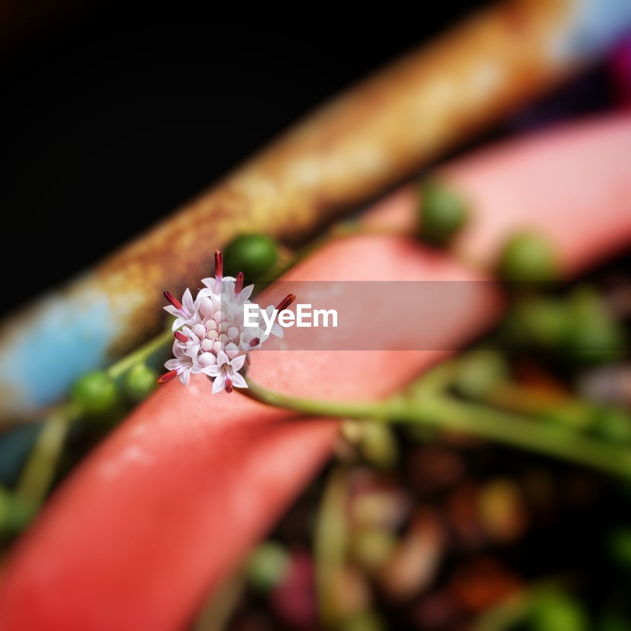 CLOSE-UP OF HAND WITH PINK FLOWERS