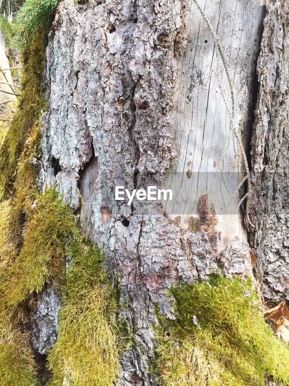 CLOSE-UP OF MOSS ON ROCK