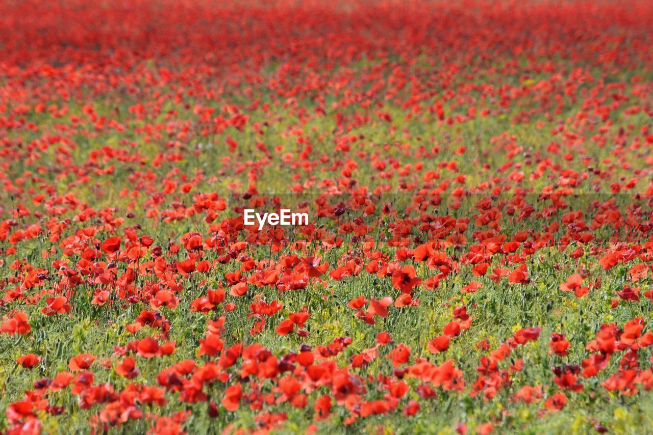 Red poppy flowers blooming on field