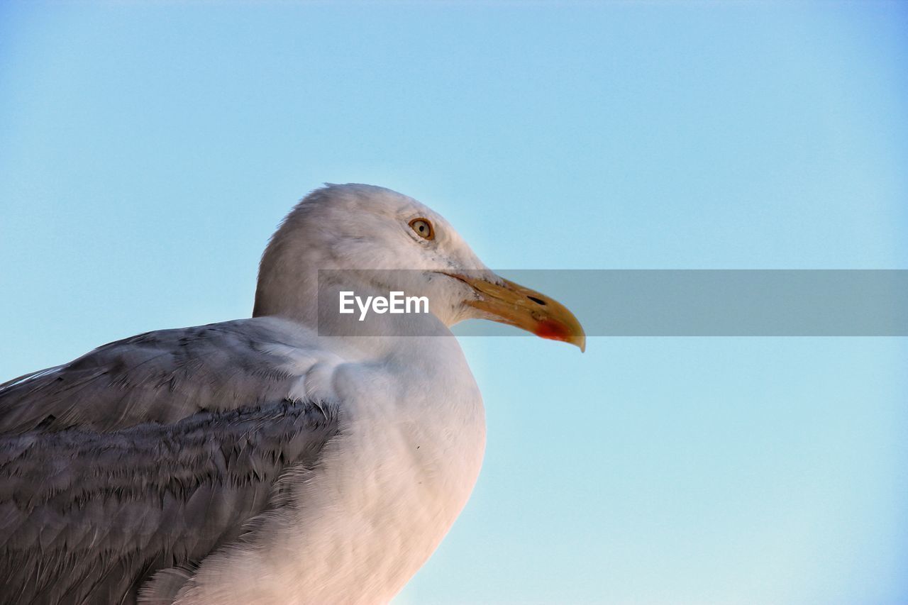 Low angle view of seagull against clear sky