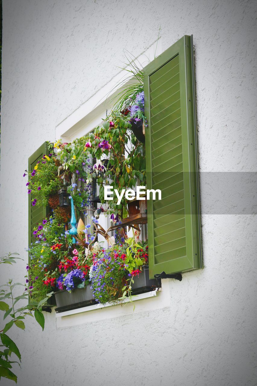 Flowers and plants on window of house