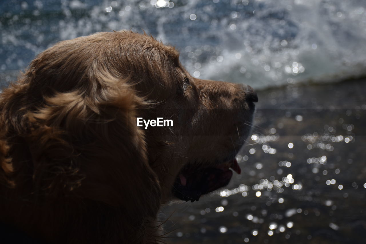 CLOSE-UP OF DOG LOOKING AWAY