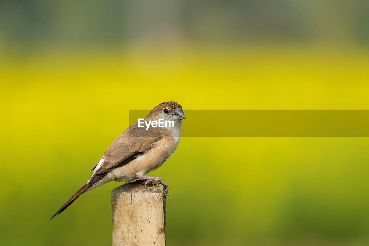 animal themes, bird, animal, animal wildlife, nature, wildlife, one animal, beak, perching, yellow, focus on foreground, close-up, green, no people, wood, full length, songbird, outdoors, day, beauty in nature, copy space, branch, side view