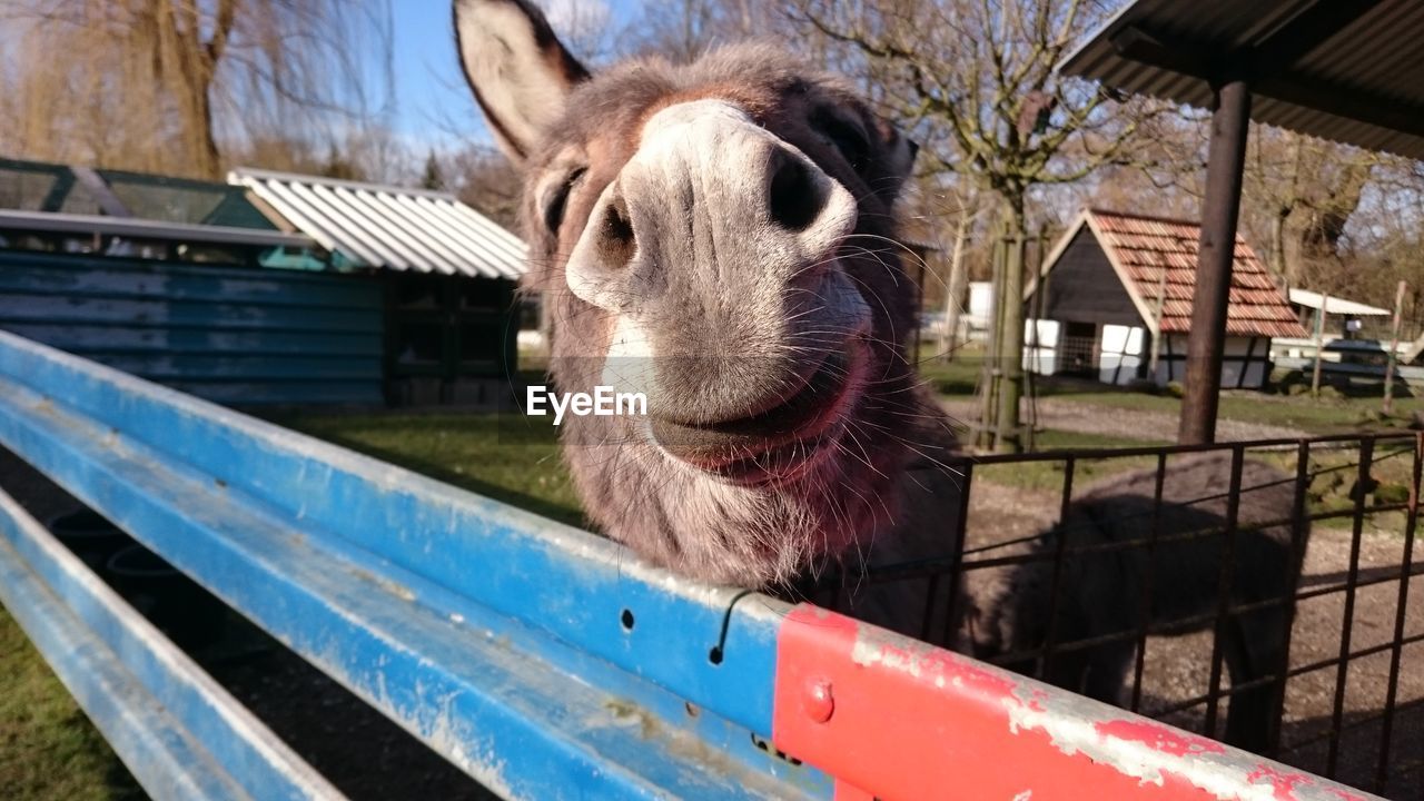 Close-up of donkey on field