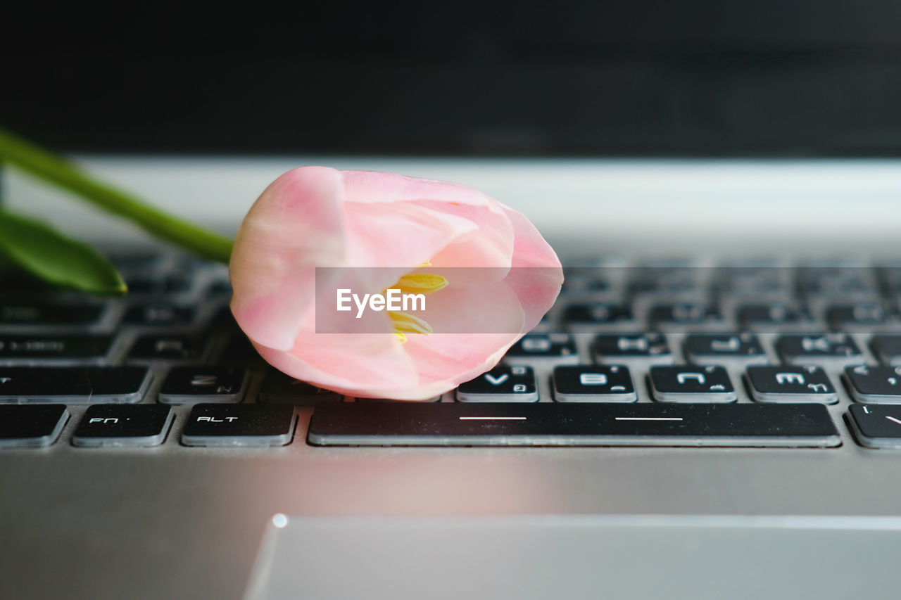 Close-up of flower on computer keyboard