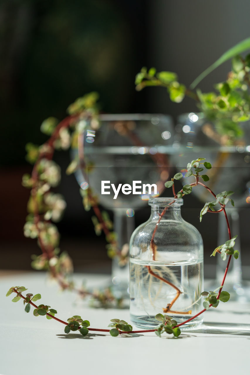 Sprout of the pilea libanensis