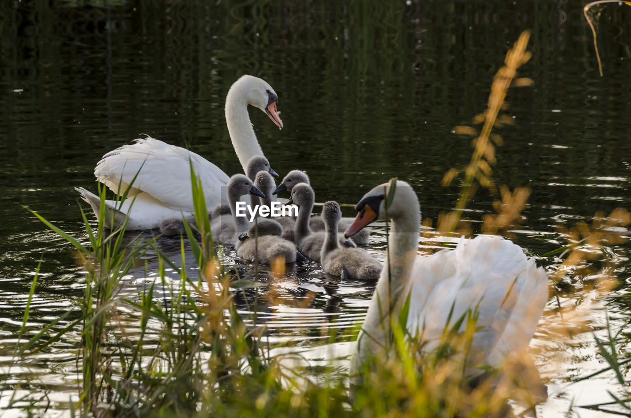 SWAN SWIMMING ON LAKE