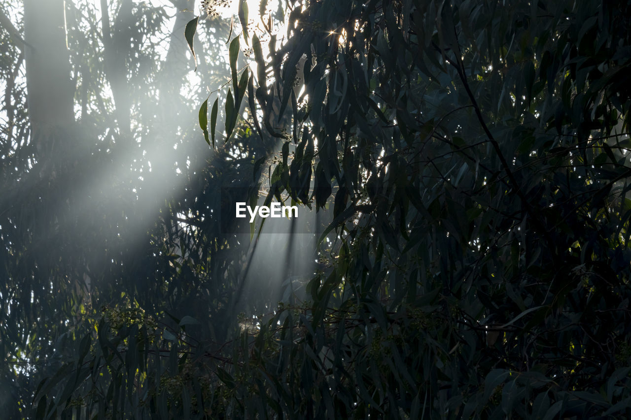 Low angle view of sunlight streaming through trees in forest