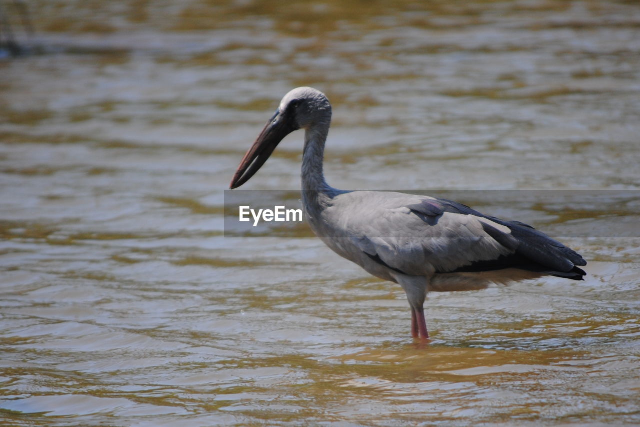BIRDS IN WATER