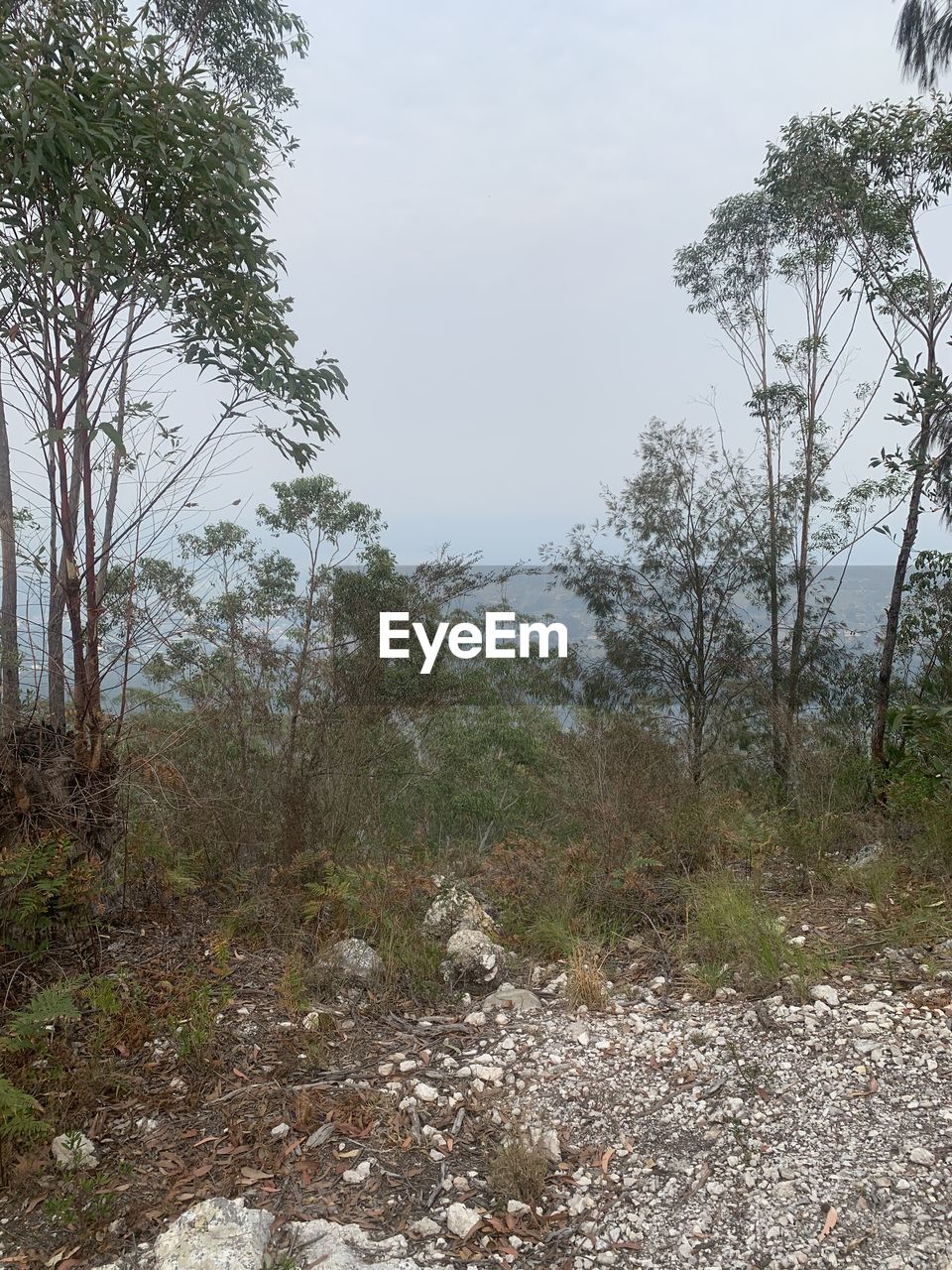 TREES GROWING IN FOREST AGAINST SKY