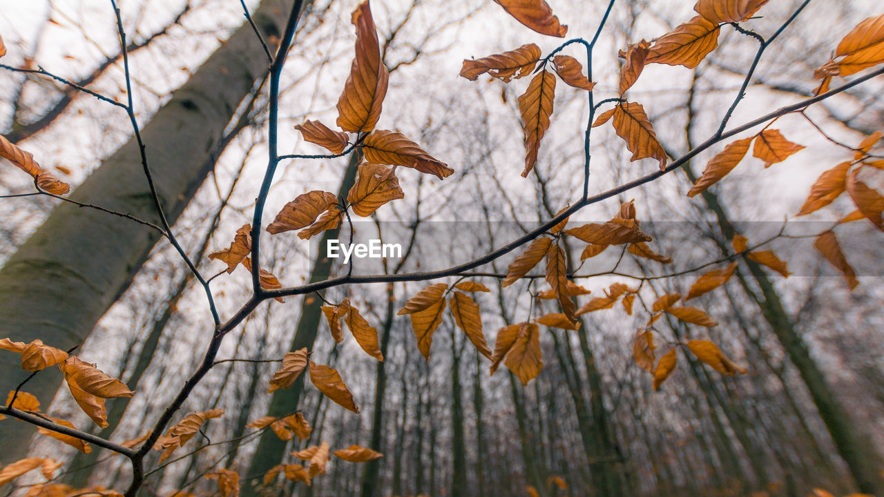 Close-up of autumnal leaves against tree