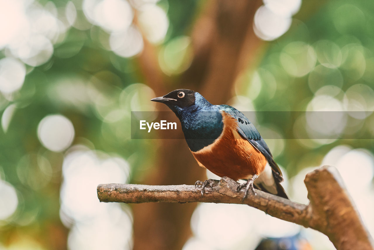 Close-up of bird perching on a tree