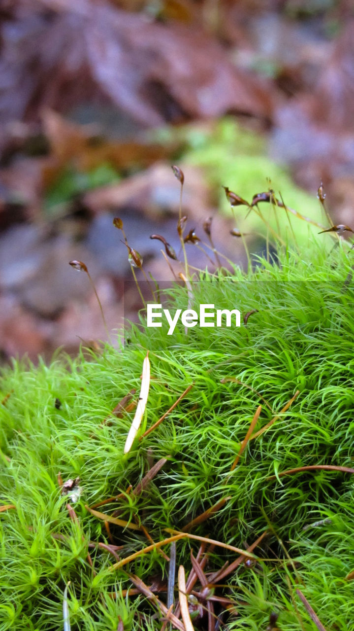 CLOSE-UP OF GRASS IN FIELD