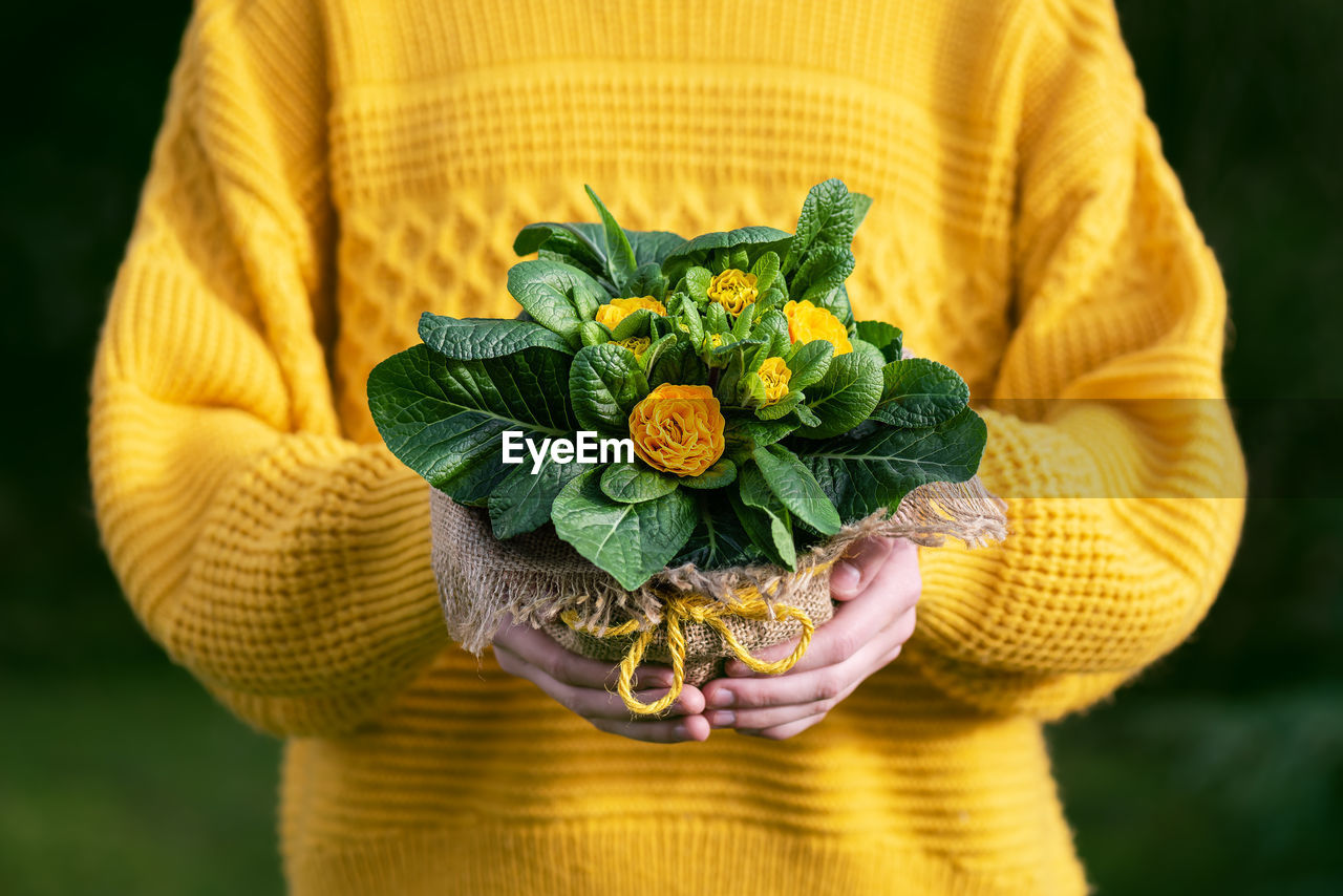 Girl's hands holding yellow primrose flower in pot decorated with sackcloth and jute twine.