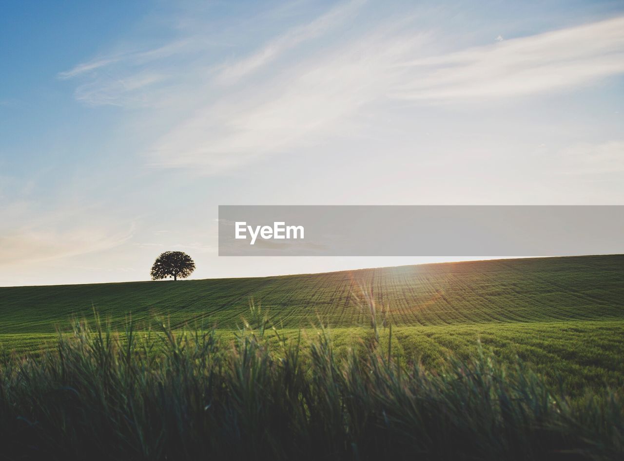 Scenic view of wheat field against sky