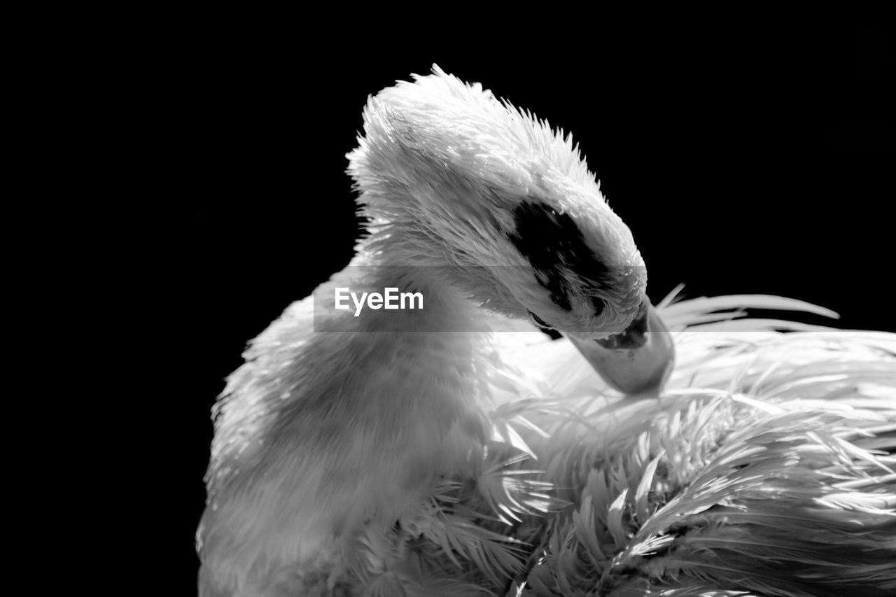 CLOSE-UP OF A BIRD