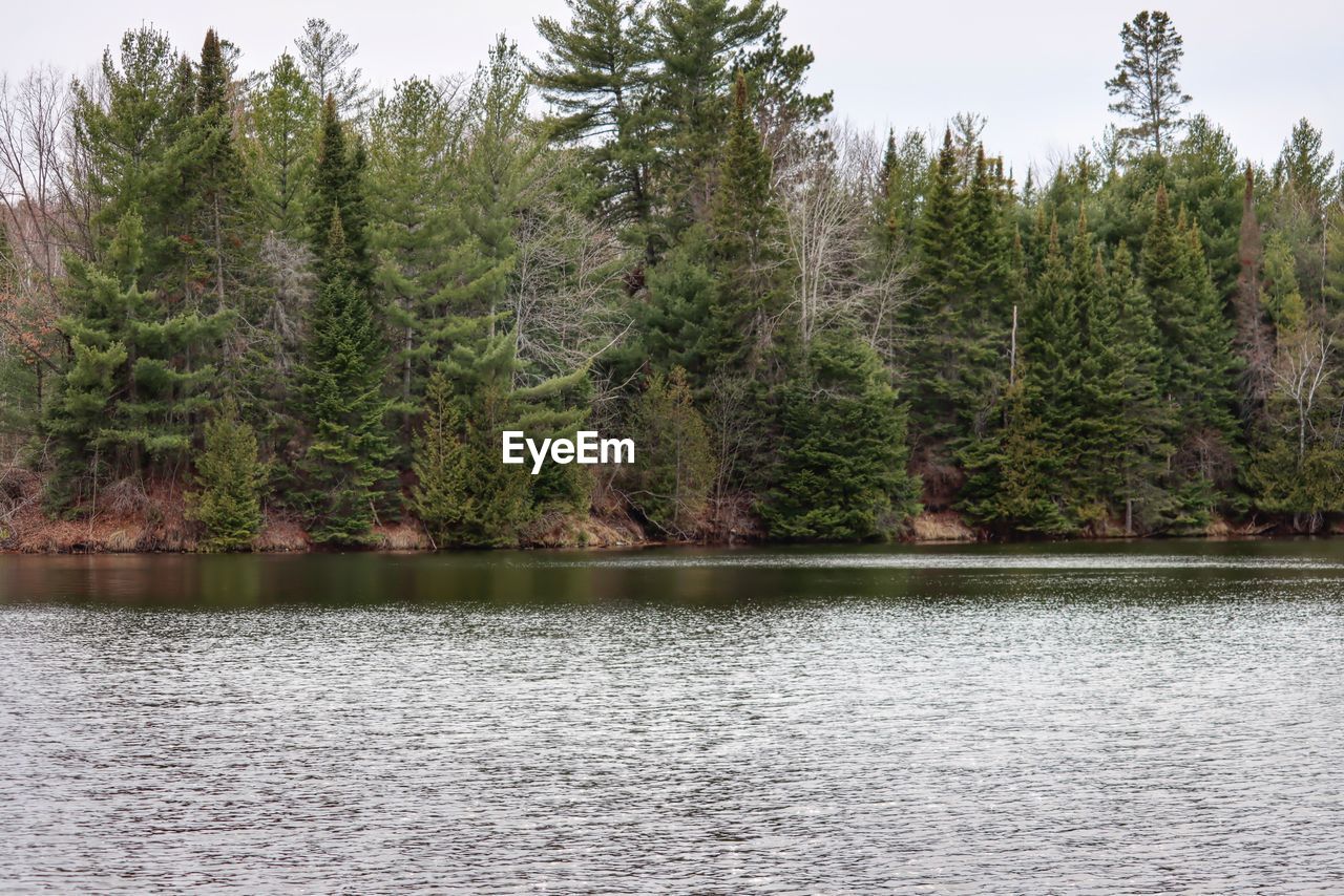 SCENIC VIEW OF LAKE BY TREES IN FOREST