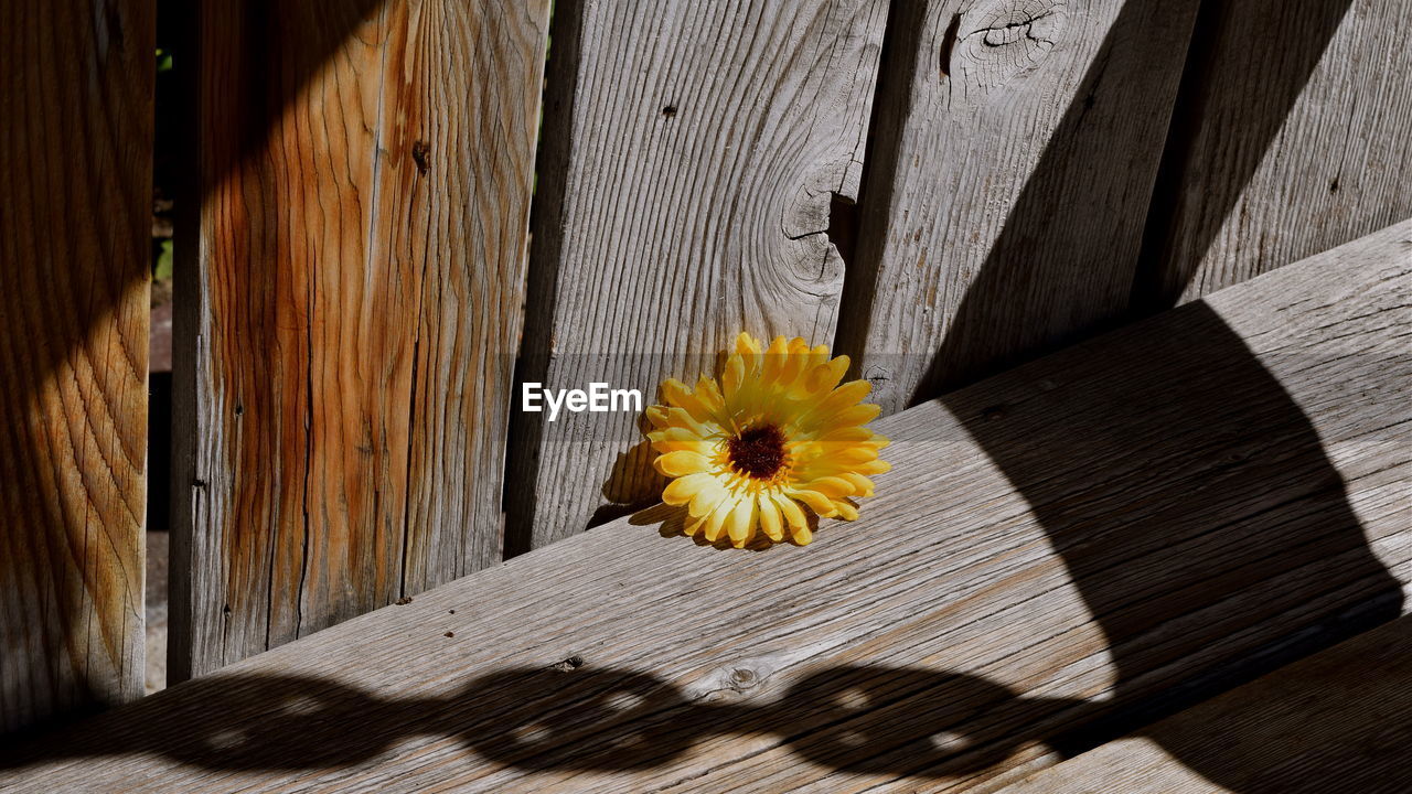 High angle view of yellow flower on wooden planks