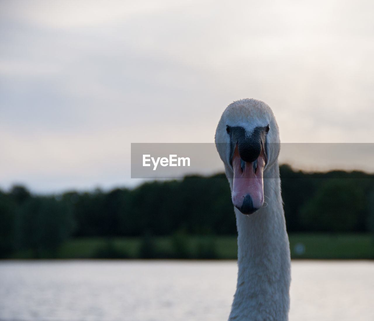 Close-up of swan by river against sky during sunset