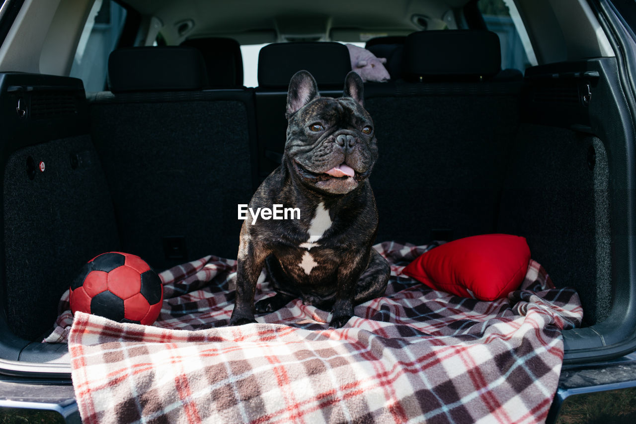 French bulldog sitting in the trunk of a car, traveling, camping with a dog