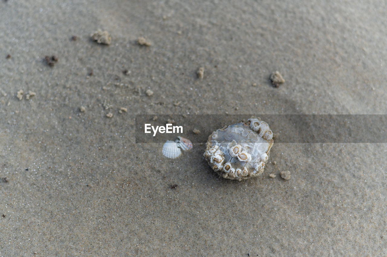 sand, beach, land, animal wildlife, animal, animal themes, wildlife, one animal, nature, shell, no people, day, sea, high angle view, animal shell, crab, close-up, outdoors, water, marine, sea life, wet, beauty in nature, seashell, crustacean