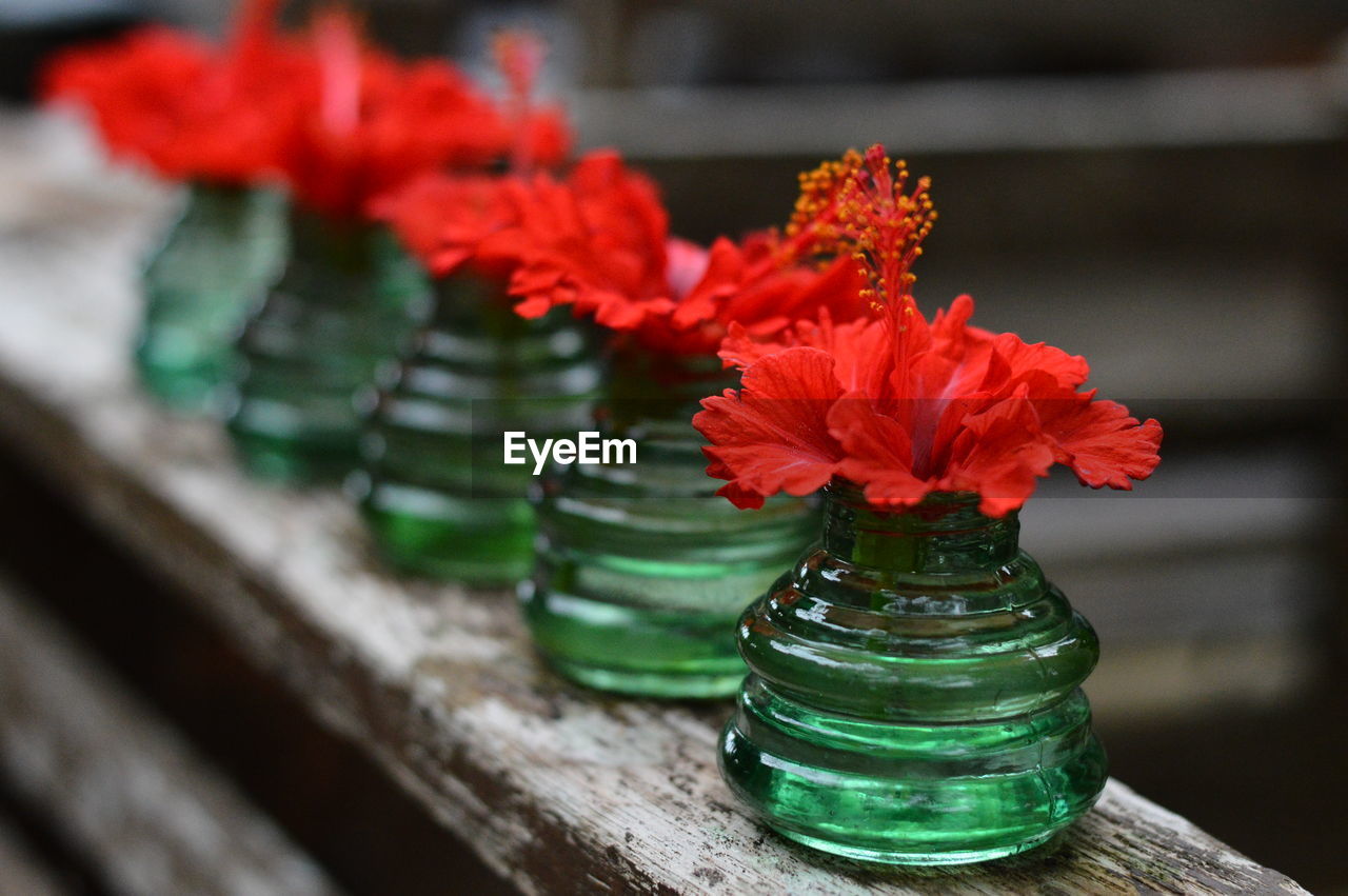 CLOSE-UP OF RED ROSE IN VASE