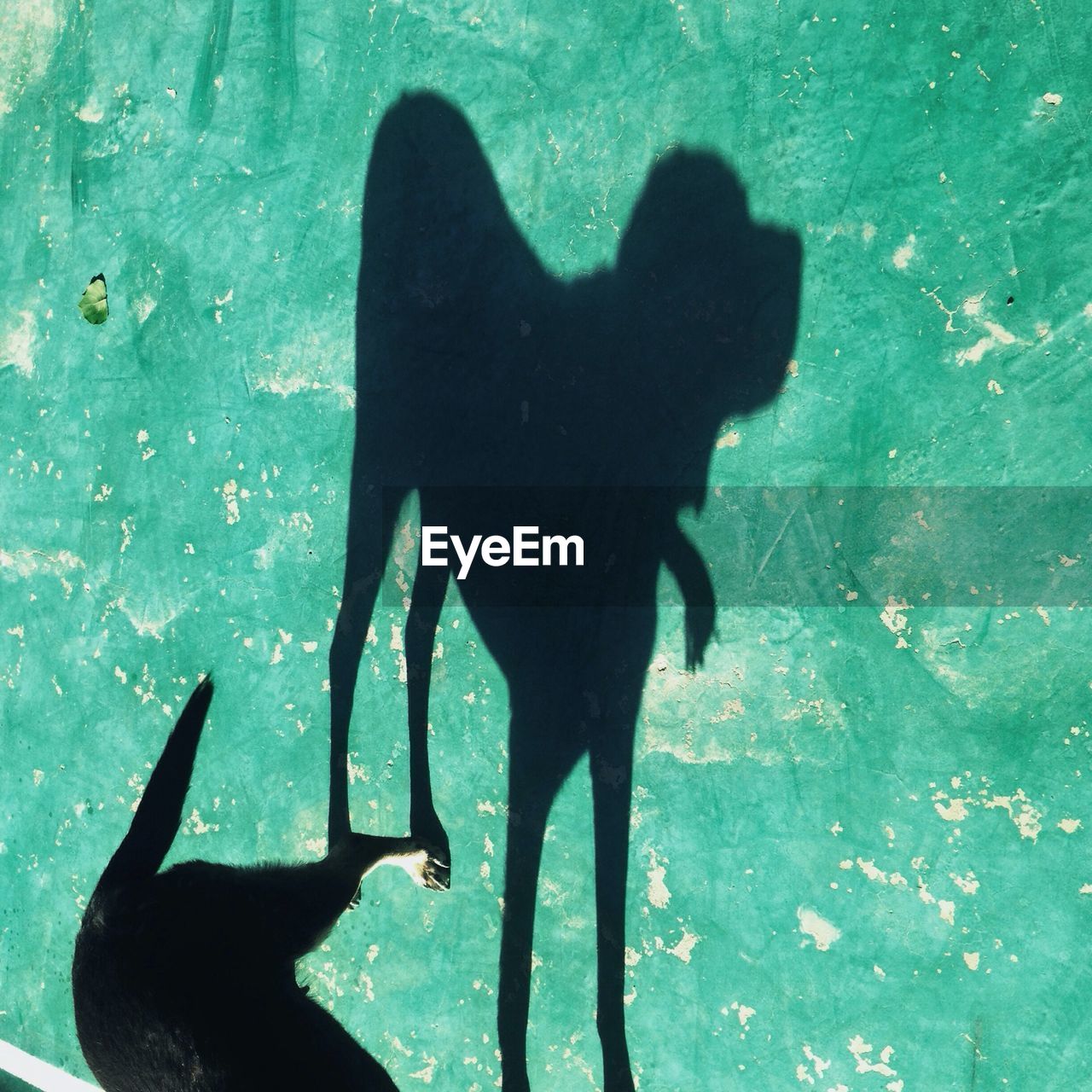 Close-up of cropped dog with shadow on ground