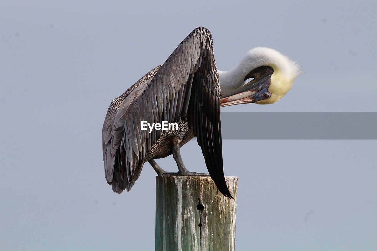 BIRD PERCHING ON WOODEN POST