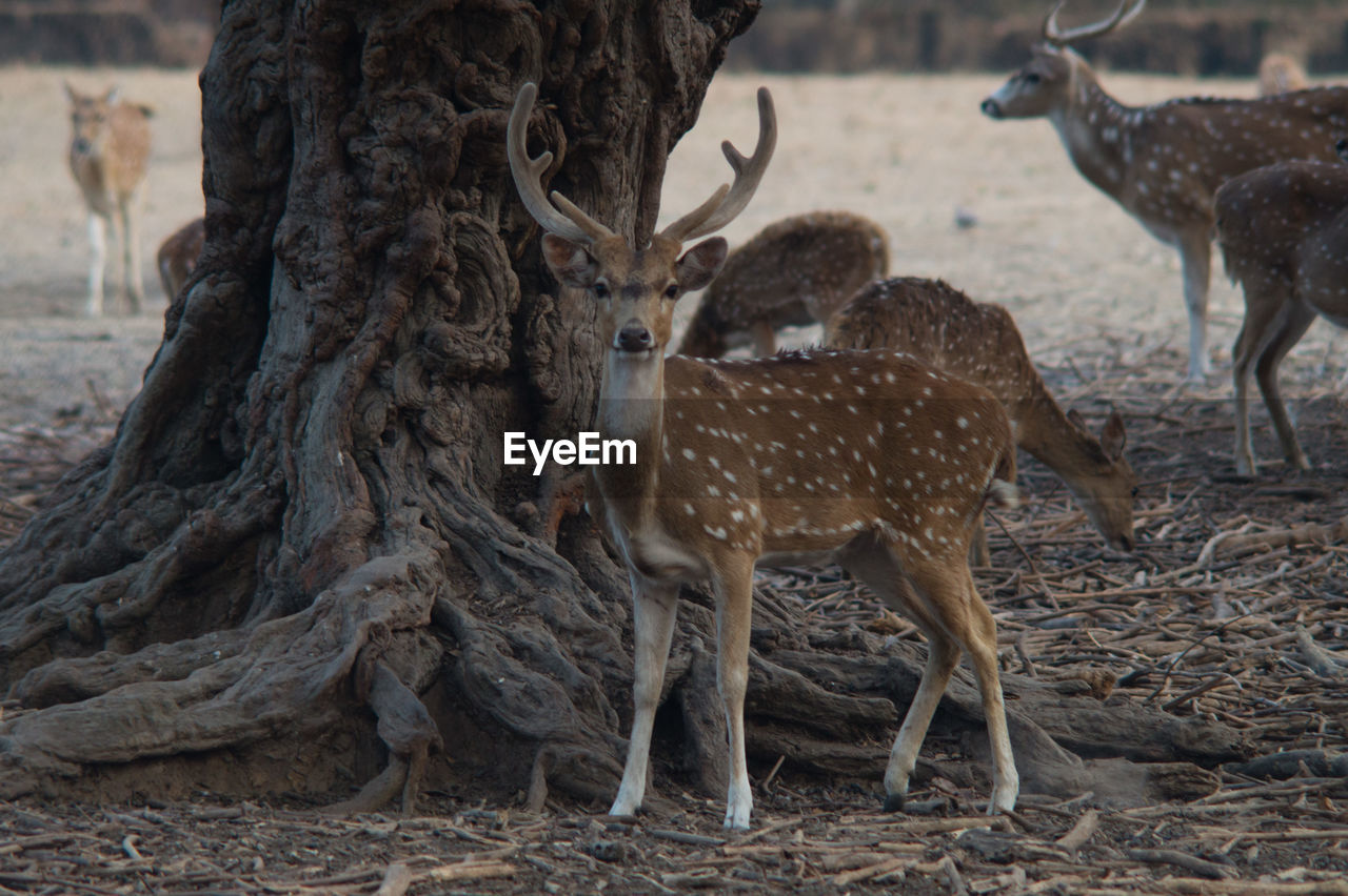 Deer standing on field