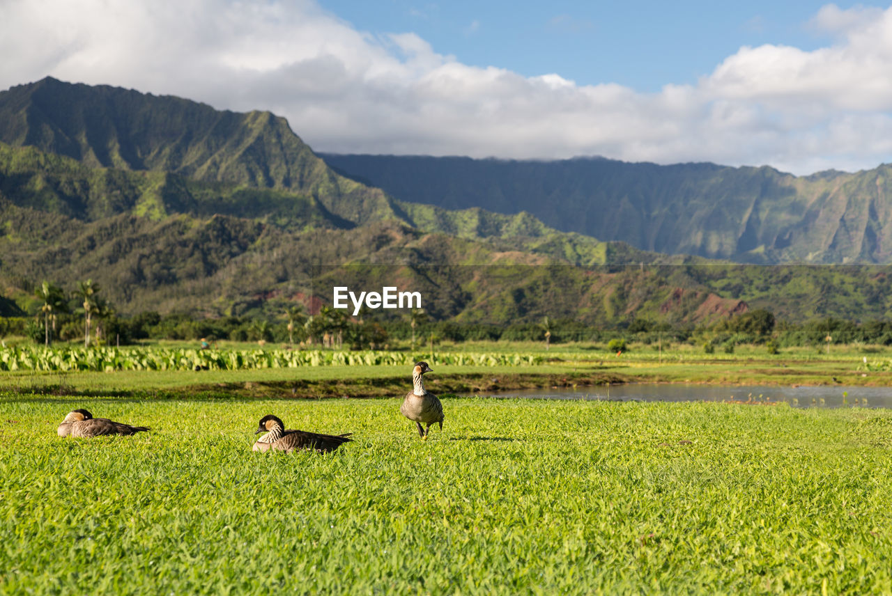 VIEW OF SHEEP ON LANDSCAPE