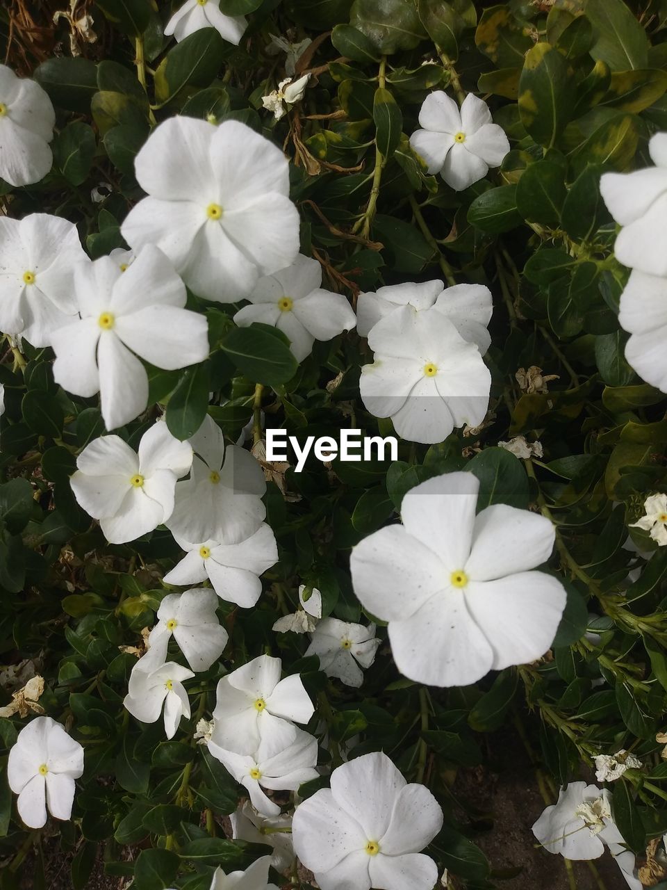 High angle view of white flowering plants on field