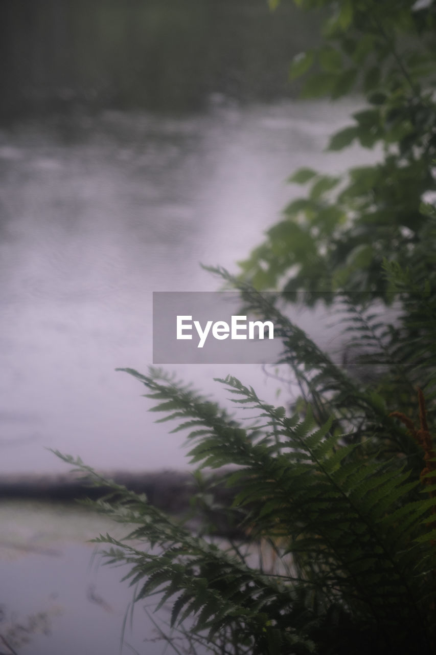 plant, tree, water, nature, fog, beauty in nature, no people, tranquility, reflection, leaf, branch, growth, day, lake, scenics - nature, outdoors, tranquil scene, forest, land, green, mist, non-urban scene, environment, plant part, wet