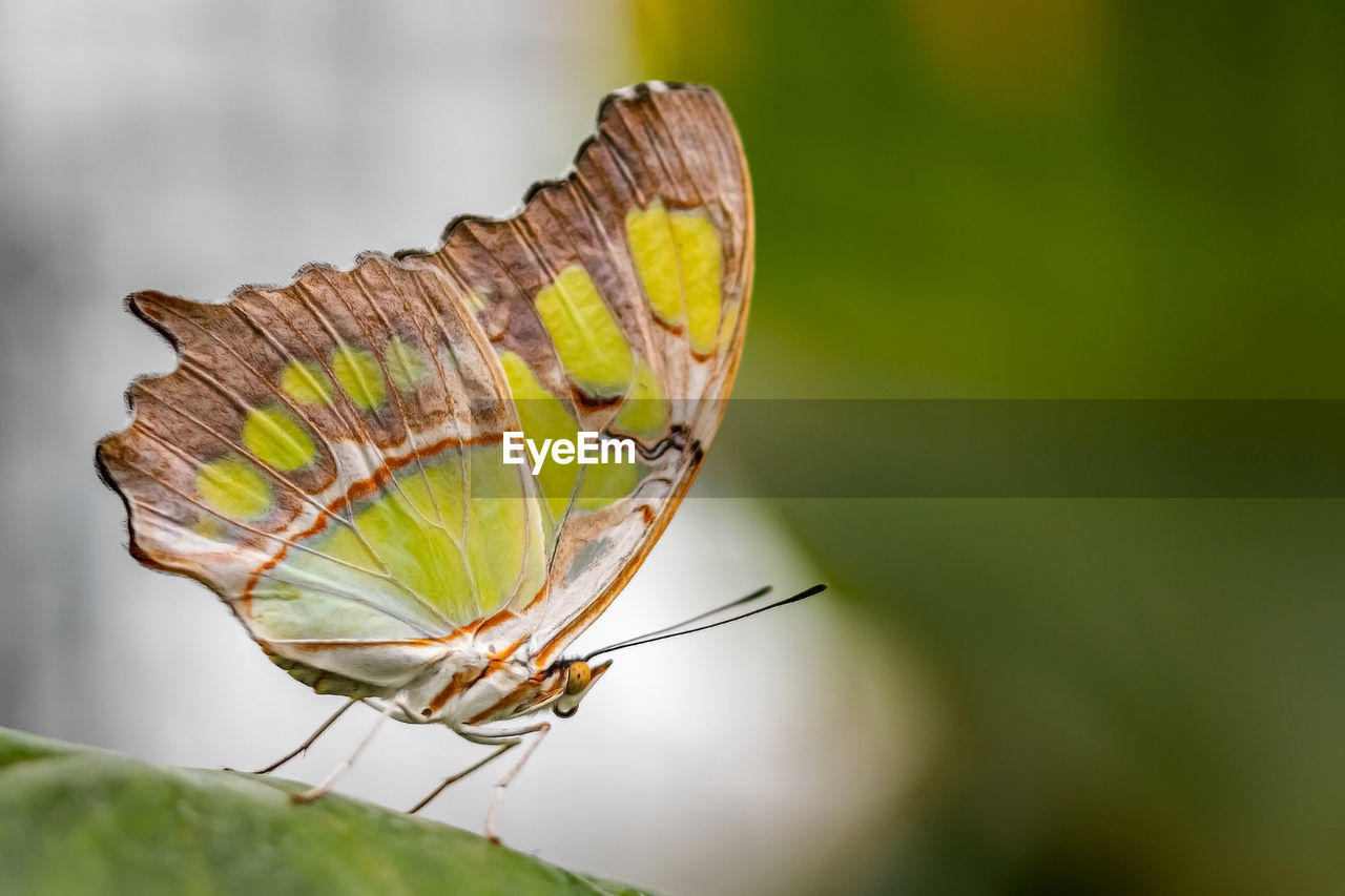 Close-up of butterfly on leaf