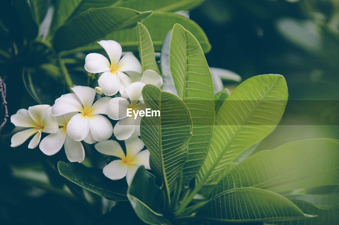 CLOSE-UP OF WHITE FLOWERING PLANT WITH FLOWERS