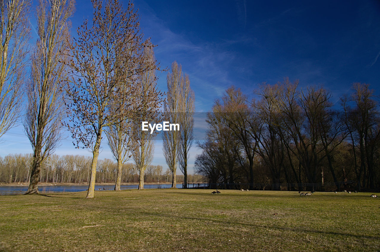 VIEW OF TREES ON FIELD AGAINST BLUE SKY