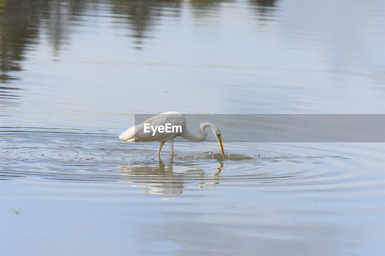 Silver heron in a lake