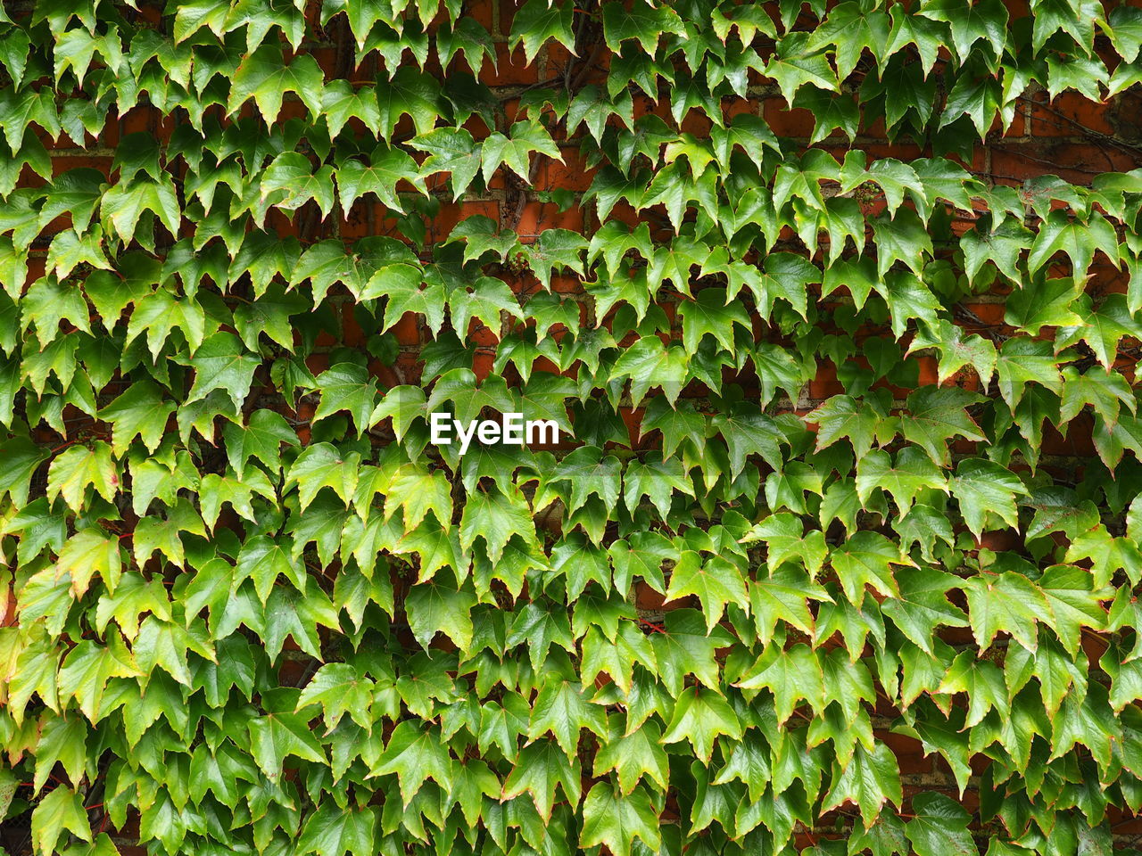 Full frame shot of plants