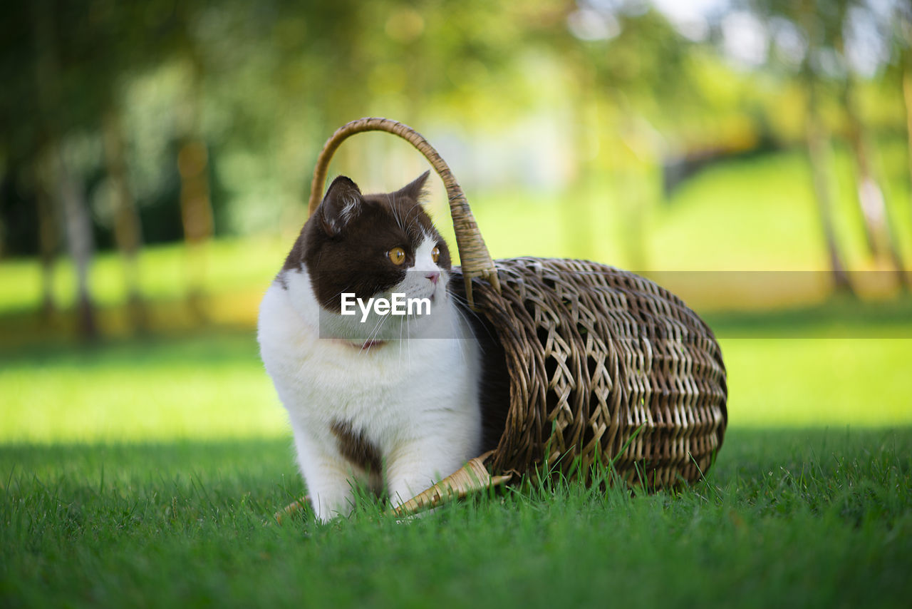 British shorthair is sitting in a wicker basket on a background of green grass