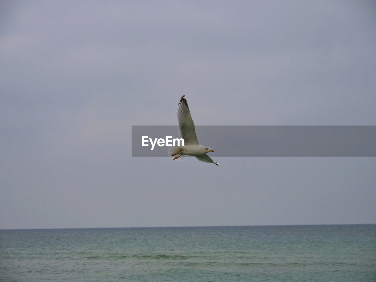 SEAGULL FLYING ABOVE SEA