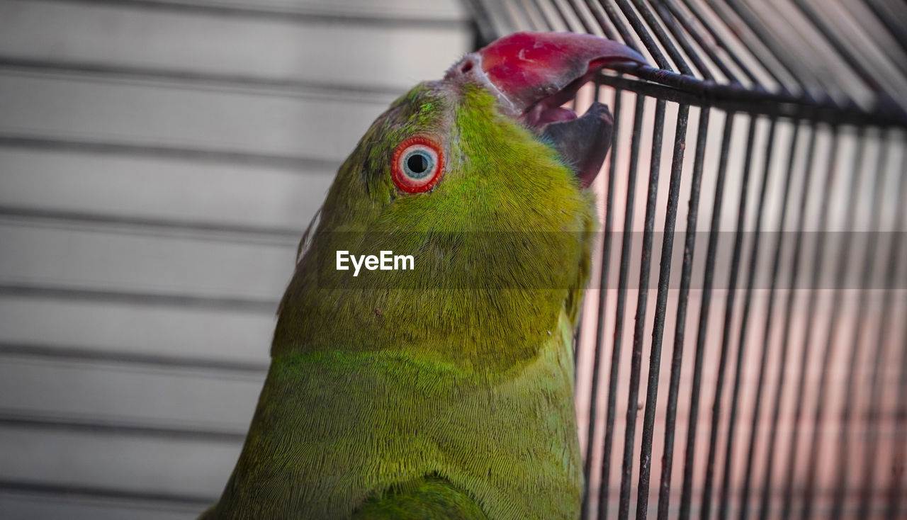 animal themes, animal, pet, bird, one animal, green, beak, parrot, animal wildlife, cage, parakeet, close-up, no people, birdcage, multi colored, lovebird, nature, animal body part, domestic animals, wildlife, wing, focus on foreground, day, outdoors, animals in captivity, tropical bird