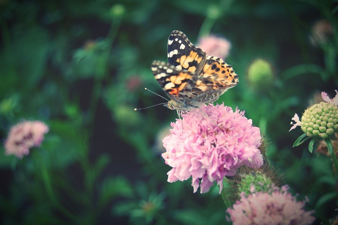 CLOSE-UP OF BUTTERFLY POLLINATING ON PINK FLOWER