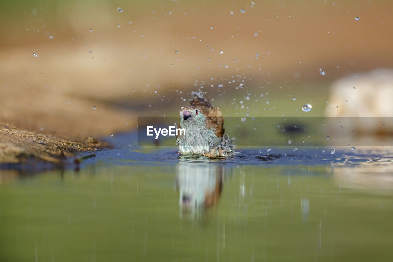 reflection, nature, water, animal themes, animal, animal wildlife, one animal, wildlife, bird, morning, no people, lake, outdoors, selective focus, day, mammal, duck