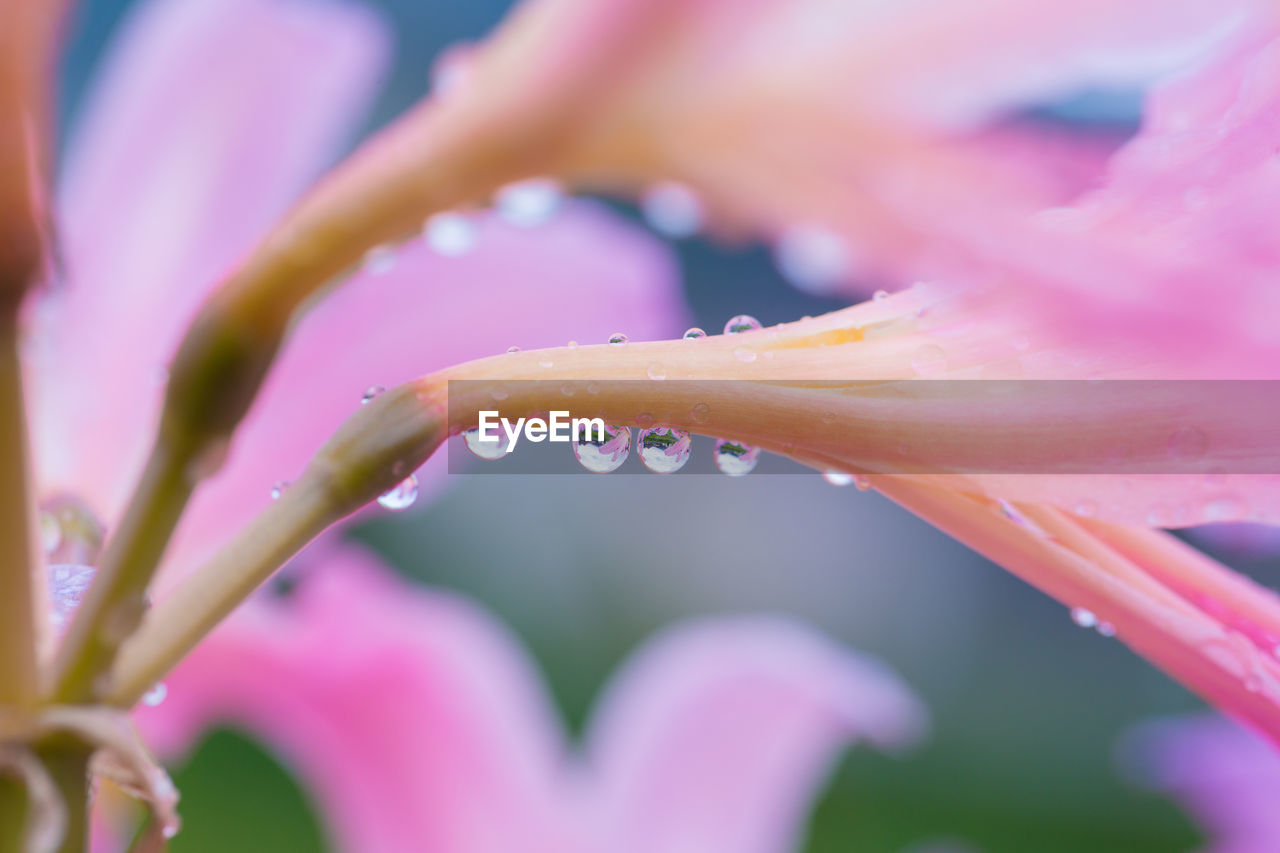 plant, flower, water, freshness, flowering plant, pink, drop, beauty in nature, close-up, nature, wet, macro photography, blossom, growth, selective focus, fragility, petal, dew, no people, outdoors, macro, multi colored, springtime, extreme close-up, flower head, inflorescence, rain, focus on foreground