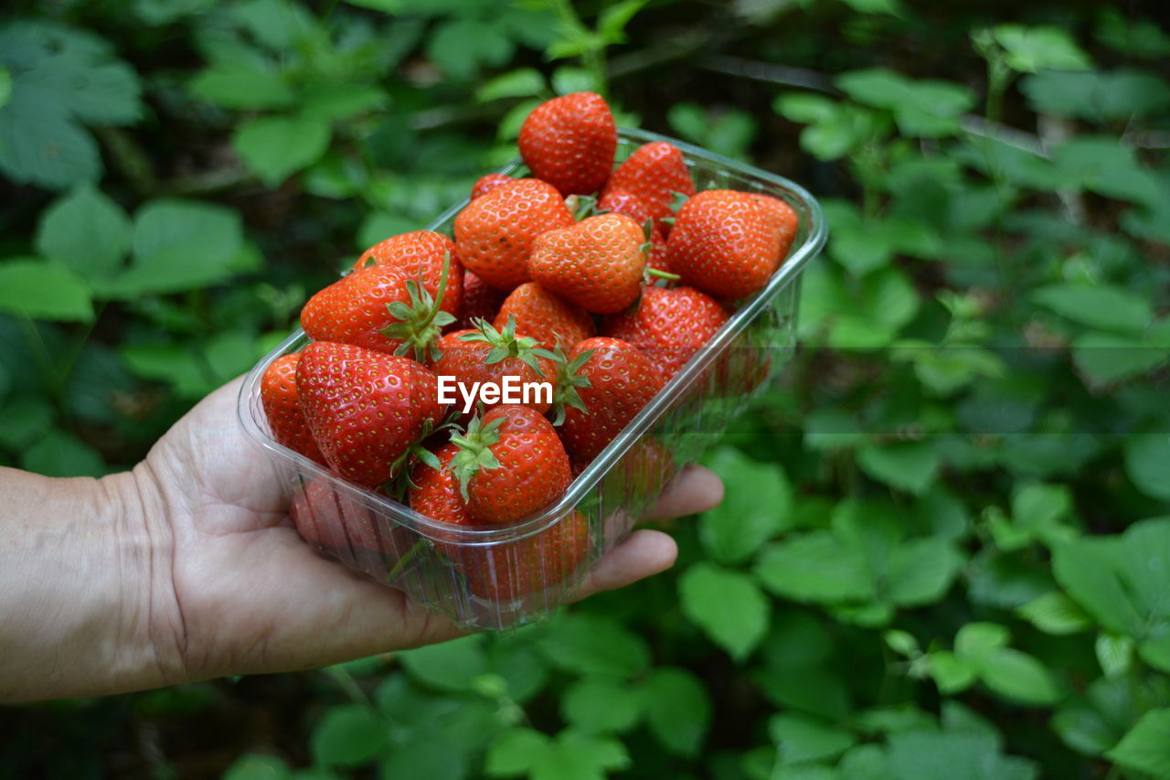 Cropped hand holding container with strawberries by plants