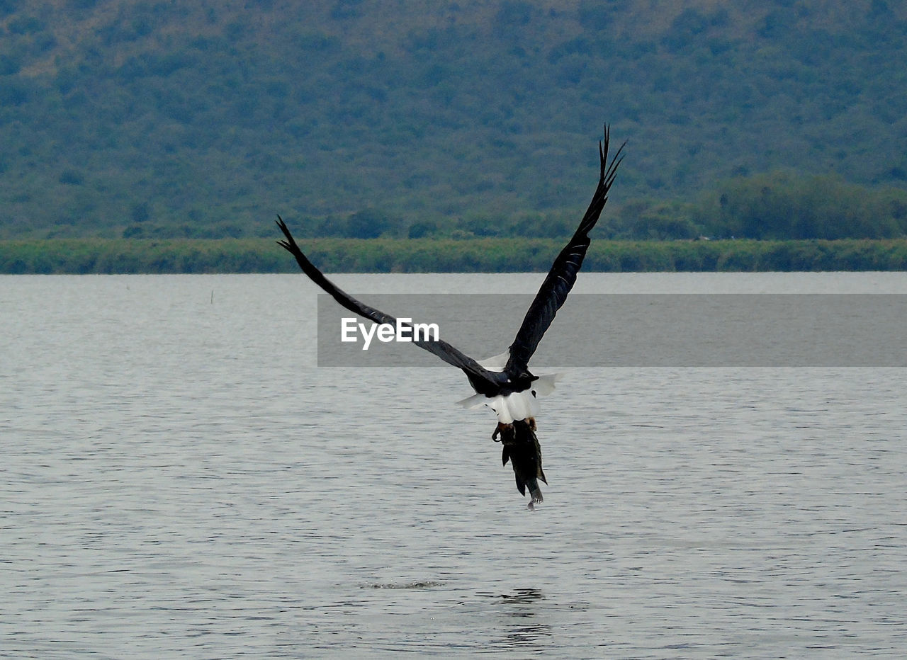 BIRD FLYING OVER THE LAKE